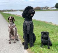 Frieda, Finn &amp; Indy